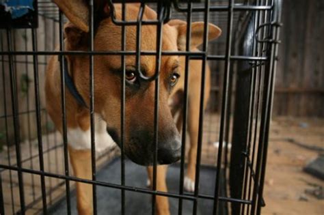 8 Facts About Animal Shelters Fact File