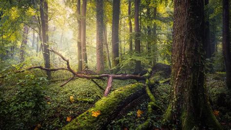 Wallpaper Forest Trees Moss Glare 1920x1200 Hd Picture Image