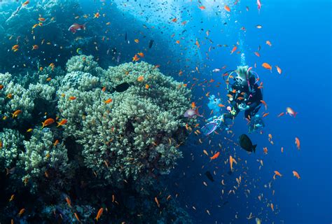 Red Sea Scuba Diving Explorer Ventures Fleet