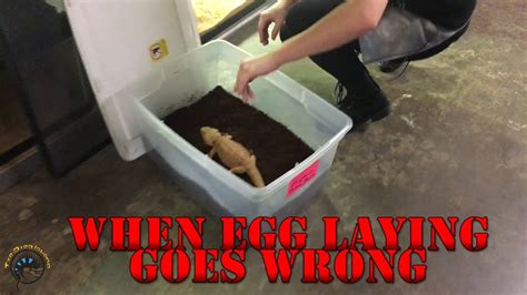When Egg Laying Goes Wrong Youtube