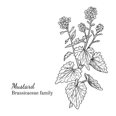 Mustard Plant Illustrations Royalty Free Vector Graphics And Clip Art