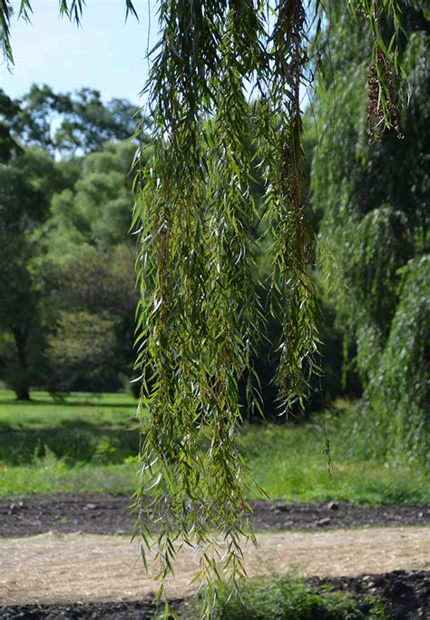 Entdecke rezepte, einrichtungsideen, stilinterpretationen und andere ideen zum ausprobieren. UFEI - SelecTree: A Tree Selection Guide