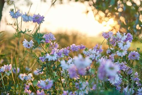Flowering Lilac Field Flowers In A Field At Sunset Stock Photo Image