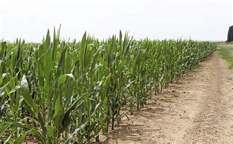 Growing Opportunities With Maize Farmers Weekly