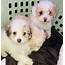 Maltipoo Puppies For Sale  La Mirada CA 298954