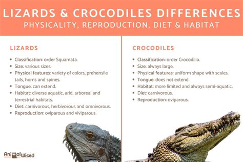 Is A Crocodile A Lizard Lizard Vs Crocodile Similarities And