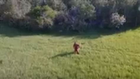Did Drone Capture Video Of Bigfoot In Idaho