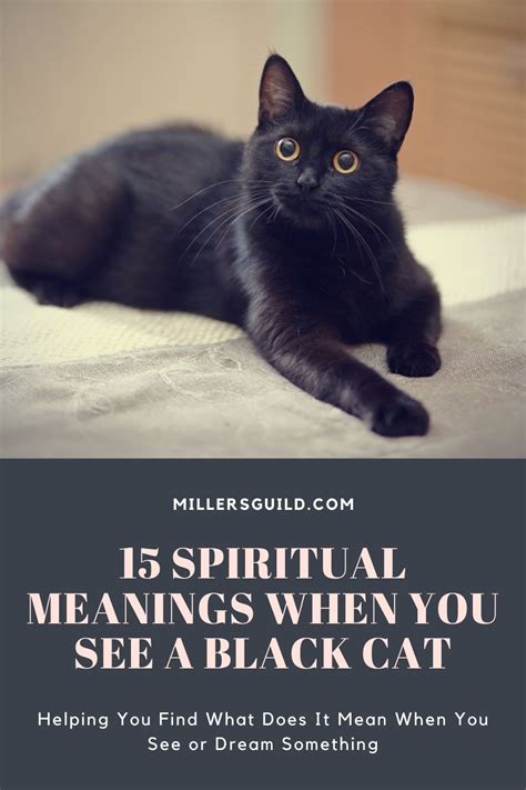 15 Spiritual Meanings When You See A Black Cat We Love Animals