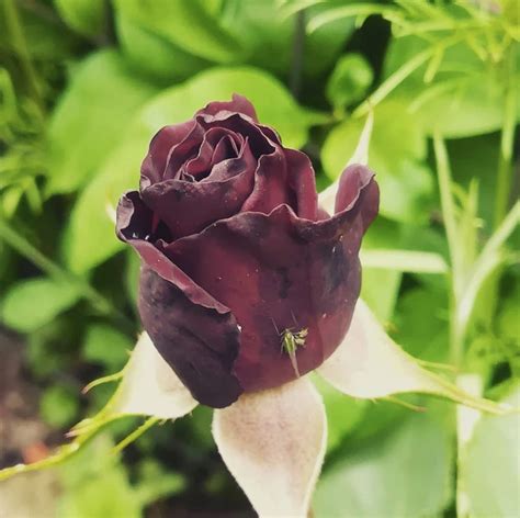 Black Baccara Rose Meaning What You Must Know All Rose Color Meanings