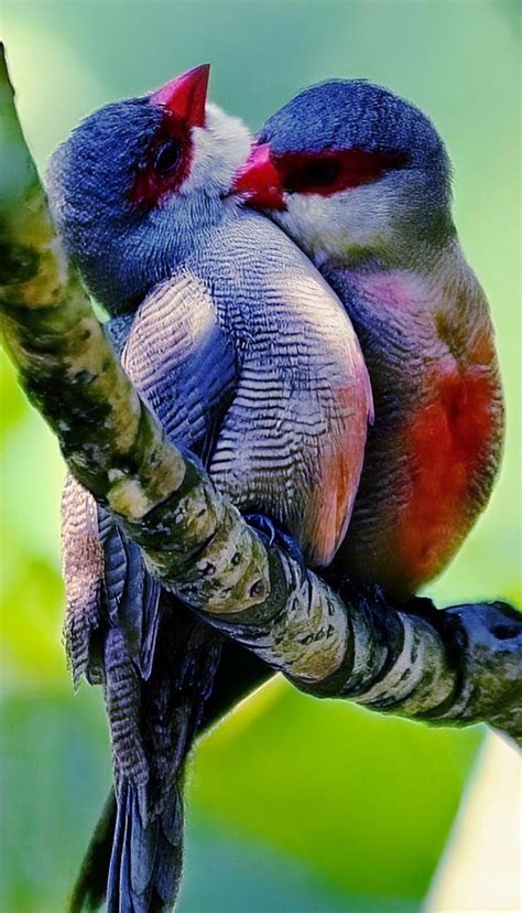 Rare Birds Exotic Birds Colorful Birds Exotic Animals Tropical