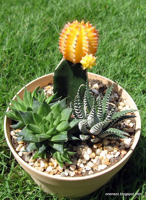 Cacti turn black due to fungal diseases, including bacterial necrosis, crown rot, and phyllosticta pad spotting. Onenezz: Keeping Moon Cactus Happy