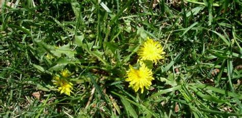 How To Control Dandelions In Your Yard Todays Homeowner