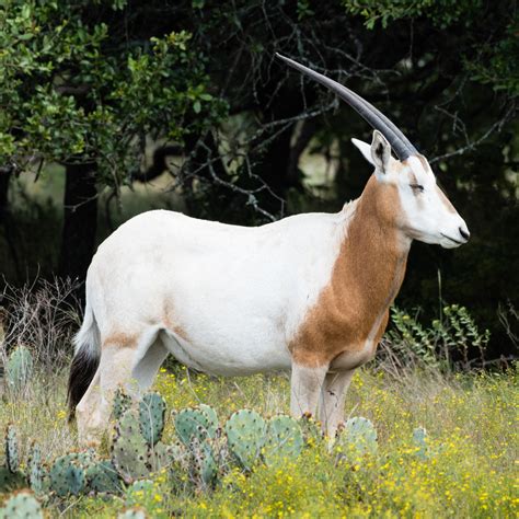 Scimitar Oryx Nix Exotics