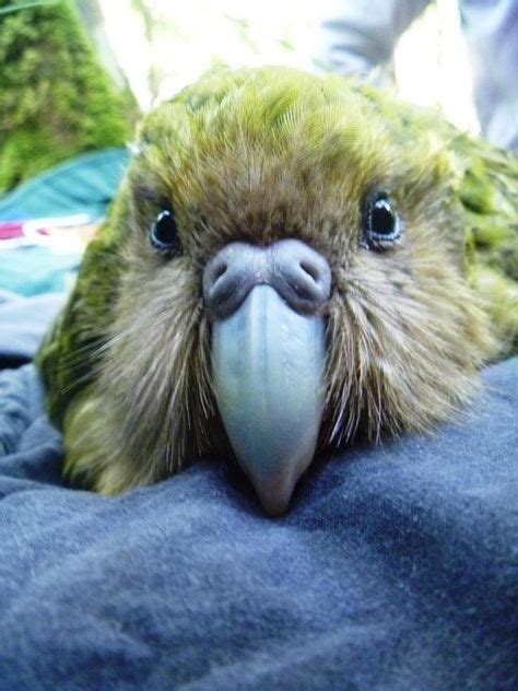 Kuia The Most Precious Female Kakapo Of All Carries The Precious