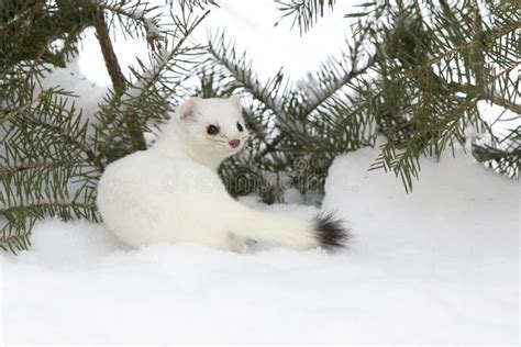 Weasel In The Snow Stock Photo Image Of Brown Green 18523140