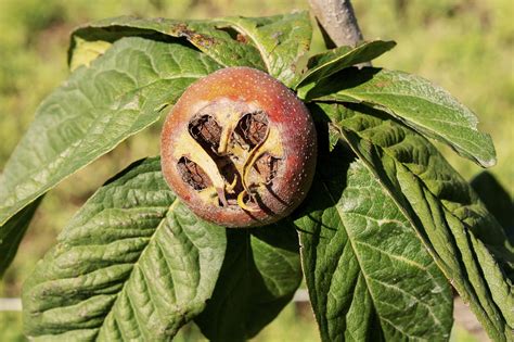 The leaves are dark green and elliptic the medlar is native to persia and has an ancient history of cultivation; What's a Medlar? Learn All About this Fascinating Medieval ...
