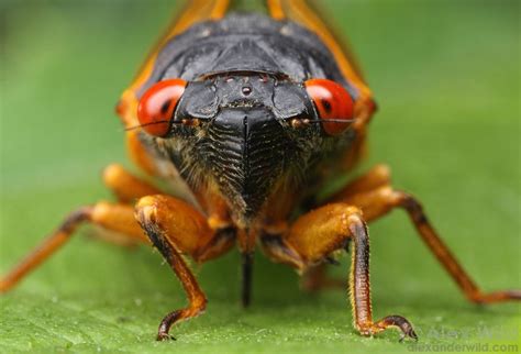 Hemiptera True Bugs And Relatives Alex Wild Periodical Cicadas