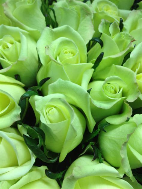 Green Roses Tumblr My Absolute Favorite Throw In Some Light Green