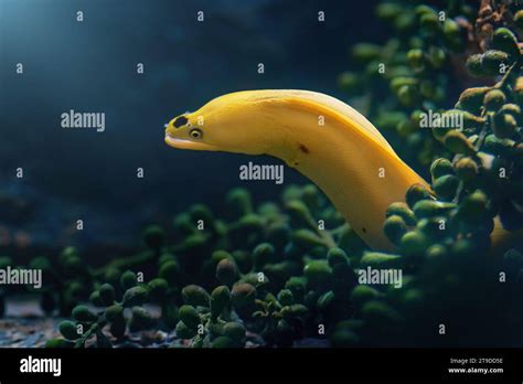 Dwarf Moray Gymnothorax Melatremus Yellow Moray Eel Stock Photo Alamy