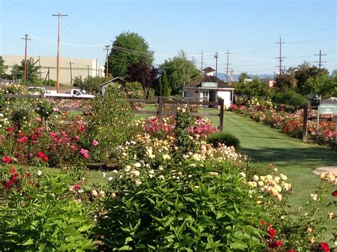 We have 1 mattress land locations with hours of operation and phone number. #Medford #Oregon #Jackson&Perkins #Rose #Garden ...