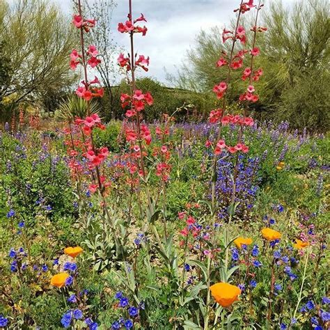 Where To See Wildflowers In Phoenix Arizona Wildflowers Plants