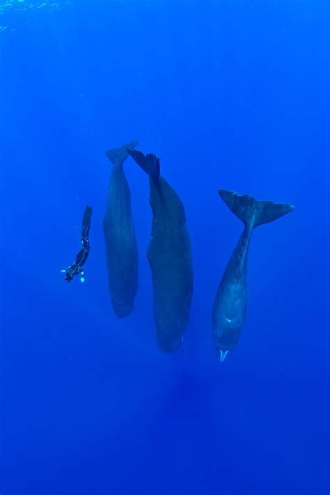 Photographer Captures Rare Scene Of Sperm Whales Sleeping Vertically