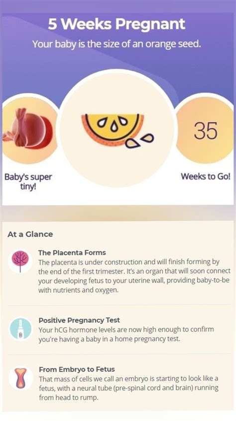Pin On Pregnancy Week By Week