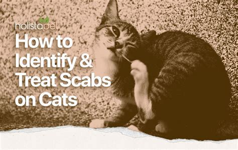 Home Remedies For Cat Scabs 7 Easy Methods You Can Do Yourself