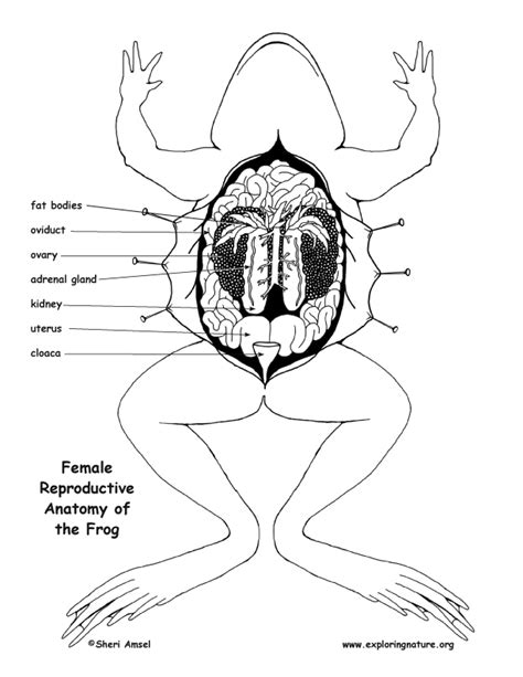 Frog Reproductive Anatomy Diagram And Labeling