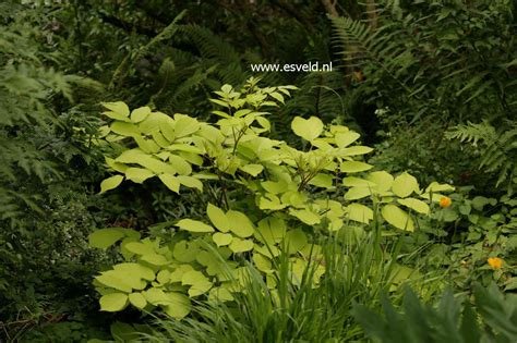 Geel geeft een gevoel van rust en warmte. Afbeelding en beschrijving van Aralia cordata Sun King ...
