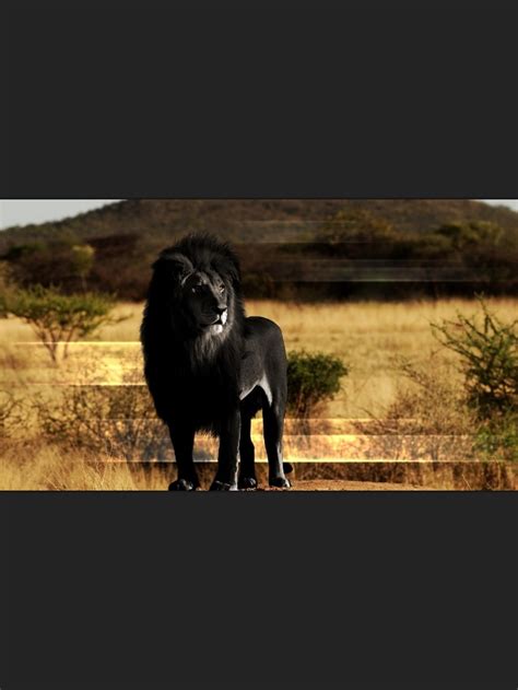Black Lion Melanistic Animals Animals Wild Animals