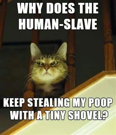 Pin By Brenda Blodgett On All Things Catty Funny Cat Memes Cat Memes