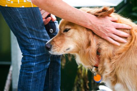 Free Stock Photo Of Dog Dog Being Petted Hand