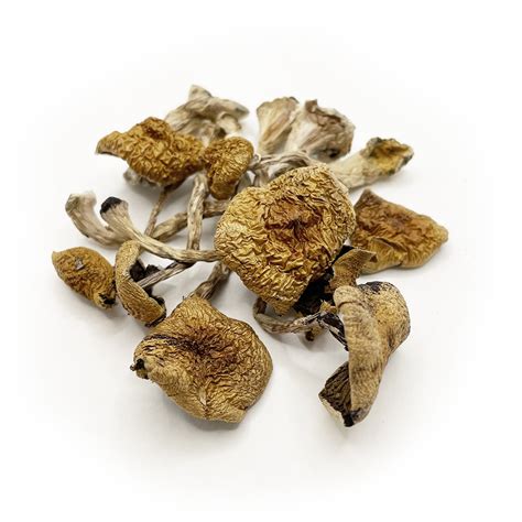 B Dried Magic Mushrooms Getmushyca