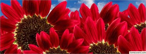 Free sunflower timeline cover photos for facebook, unique sunflower covers for fb timeline, best red and yellow sunflower facebook timeline designs, awesome sunflower facebook cover theme. Pure Red Sunflowers Facebook Timeline Cover Facebook ...
