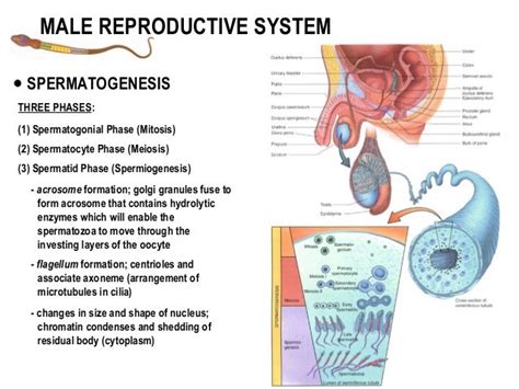 Spermatogenesis How The Male Reproductive System Produces