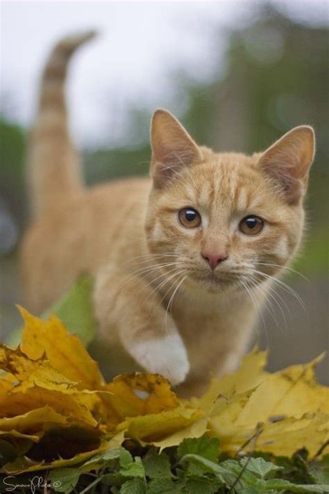 Check spelling or type a new query. Orange tabby cat, autumn leaves | Orange tabby cats ...