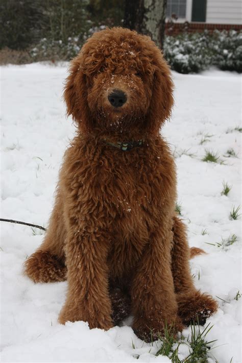 These include goldendoodles, labradoodles, aussiedoodles, bernedoodles, springerdoodles, newfypoos, cavapoos, and cockapoos. Goldendoodle or teddy bear. who cares give him a hug ...