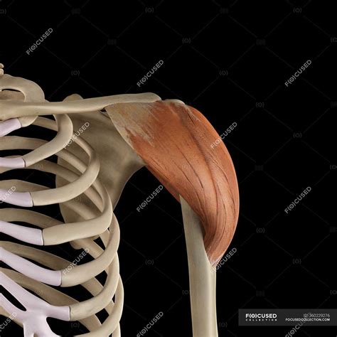 Shoulder Structural Anatomy With Deltoid Muscle — Computer Three