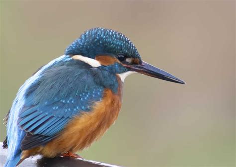 Kingfisher Focusing On Wildlife