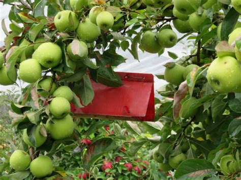When making your selection of fruit trees to plant, select two or three varieties that flower at the same time, to ensure good cross pollination. Are you really prepared to look after fruit trees ...