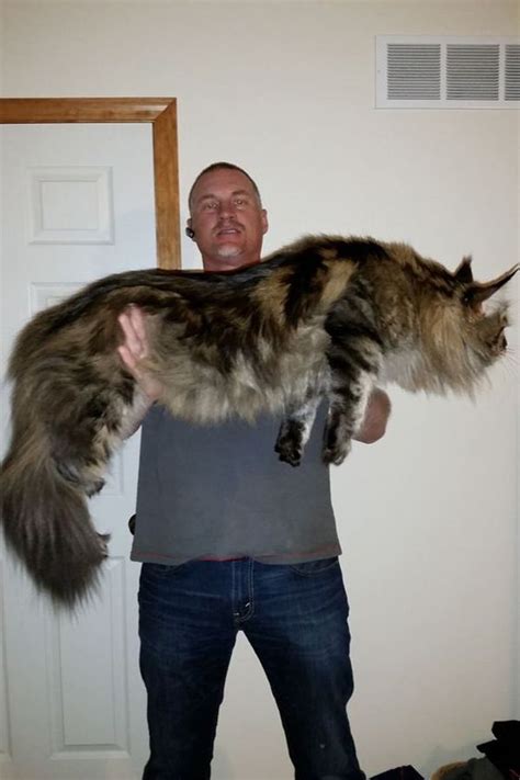 The maine coon is known in the cat fancy as a gentle giant, much like the great dane is known in the dog fancy by that same nickname. Pin on Cats and Kittens