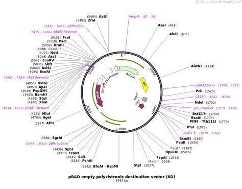 Here are the highlights of custom pbad vectors offered by vectorbuilder. Addgene: pBAD empty polycistronic destination vector (8D)