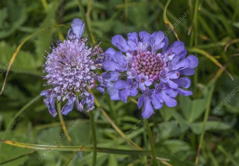 Shining Scabious Scabiosa Lucida In Flower Stock Image C0569457