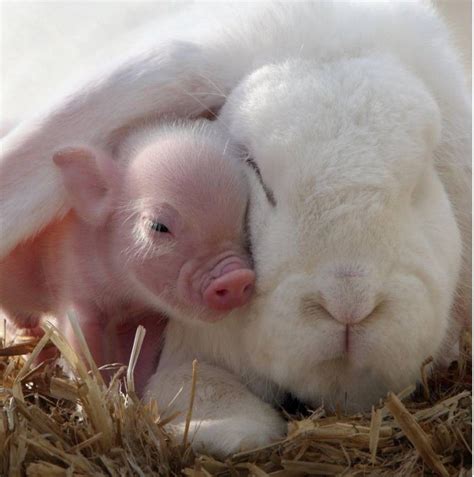 Pictures Of Cute Animals Cuddling Will Put You In A Good