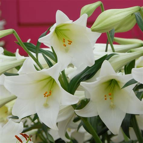 Lilium Lonlorum White Heaven White Flower Farm