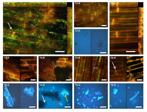 Fluorescence Micrographs Showing The Microbial Colonization Of