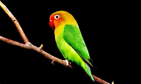 Parakeet Wallpapers And Backgrounds 4k Hd Dual Screen