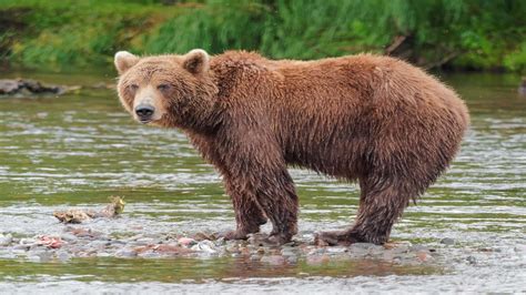 bear,bruin,ursine,oso-animal ASL 