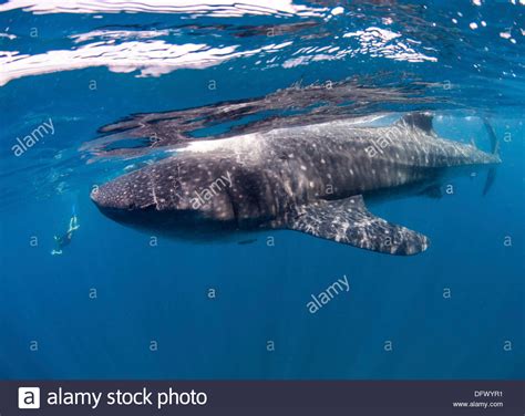 Shark Blue Water Background Stock Photos And Shark Blue Water Background